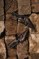 Leather snake-effect heels